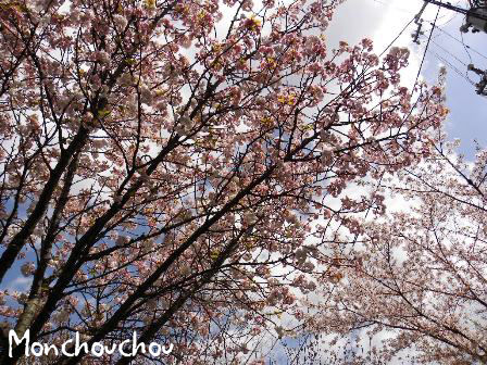 桜と青空.JPG