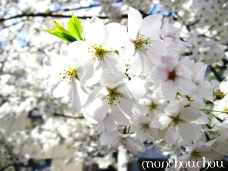 綺麗な桜.JPG